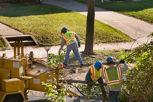 How Our Tree Care Process Works  in  Colville, WA